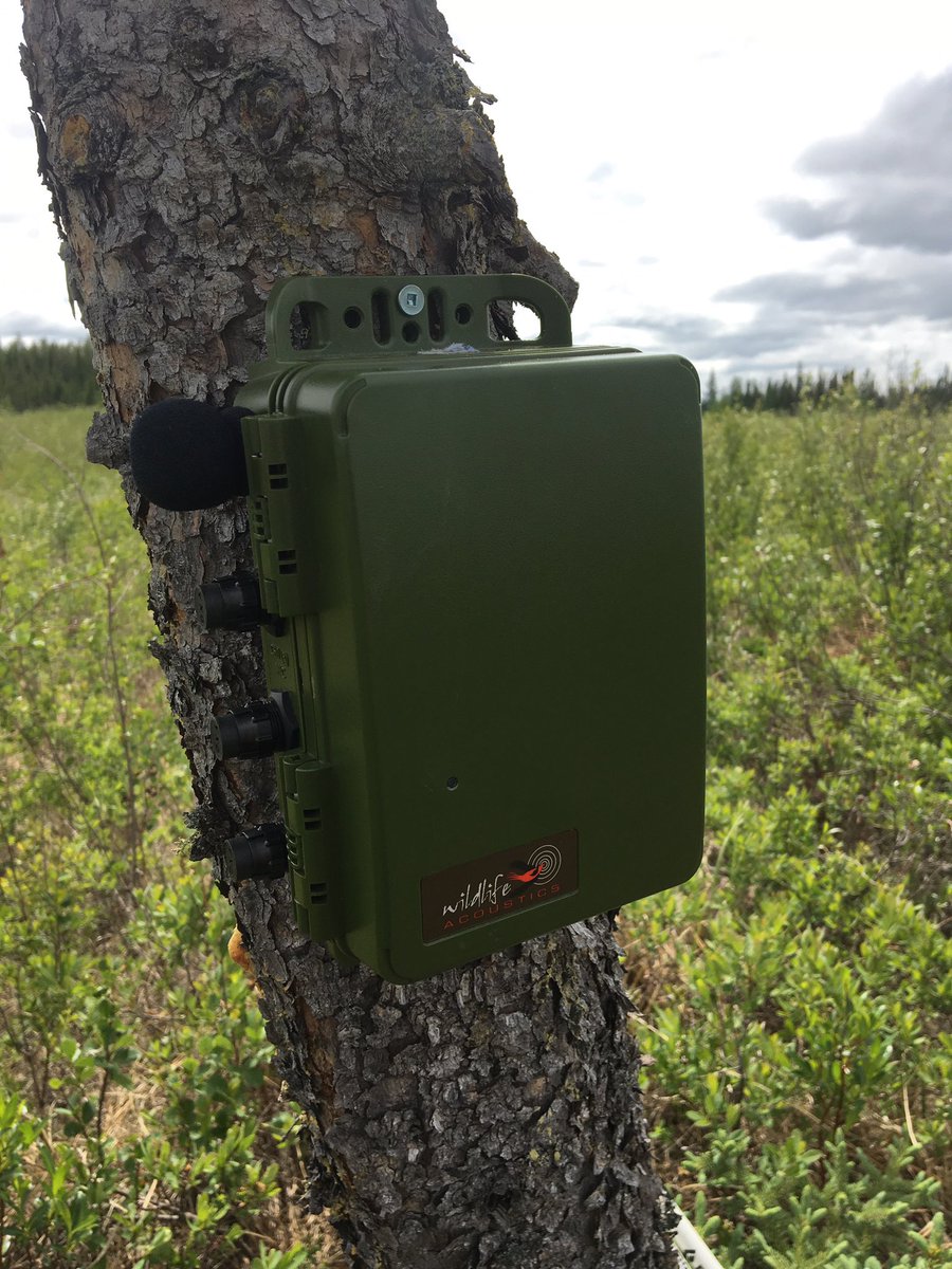 ellycknight's tweet photo. We interrupt our regular nocturnal programming to deploy ARUs by helicopter in a #boreal fen https://t.co/gtRRziGbWz