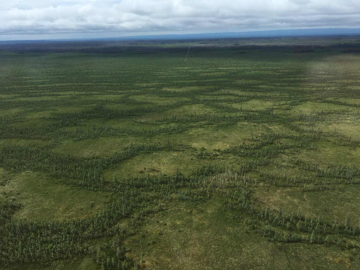 ellycknight's tweet photo. We interrupt our regular nocturnal programming to deploy ARUs by helicopter in a #boreal fen https://t.co/gtRRziGbWz