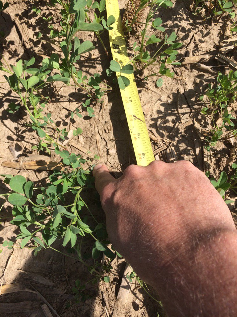 ForageManDan's tweet image. Great time to evaluate alfalfa plant stands. Count to know. Look for &amp;gt;50 plants per sq. ft.