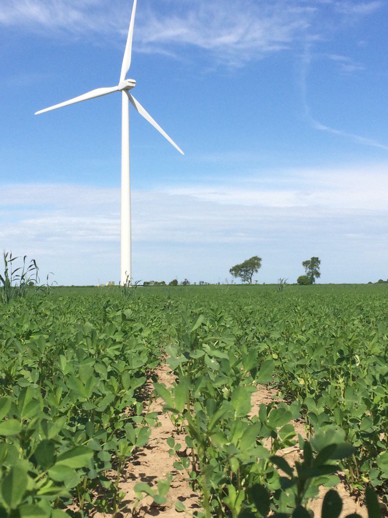 ForageManDan's tweet image. New generation HarvXtra alfalfa varieties. Your quality, your choice. Better quality every cut.