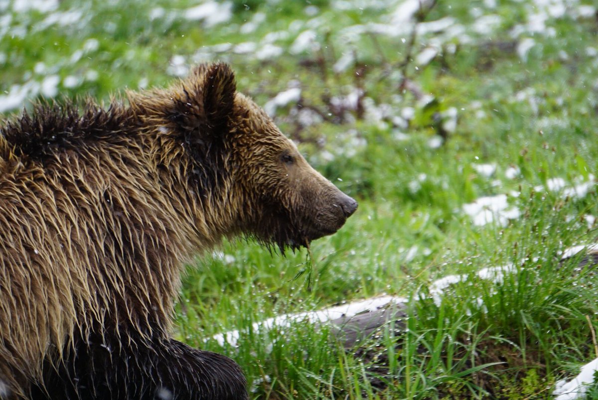 kapowder's tweet photo. The bears are awake! @YellowstoneNPS #WYPhotoEntry. https://t.co/YJe4fItoc8