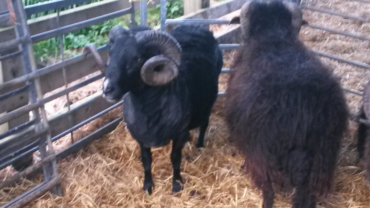 Tups in for hand shearing tonight <a href="/croft_29/">Croft29</a> . Three shorn, forty to go. #crofting