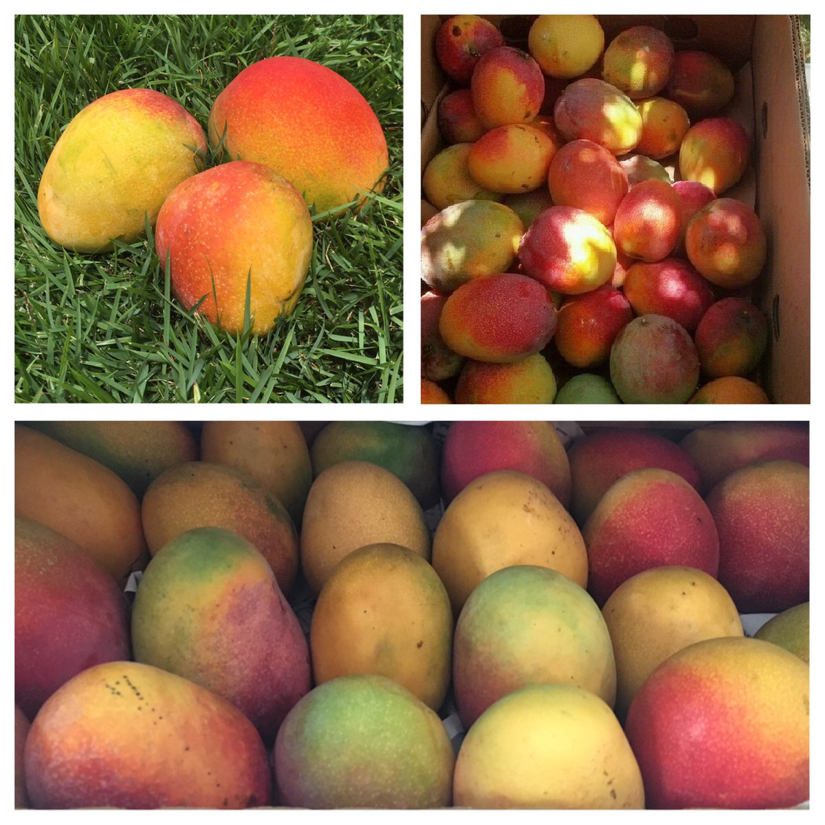 Check out our mangoes also at Sweet Revenge, Sweet Creams, and Top of Waikiki menus