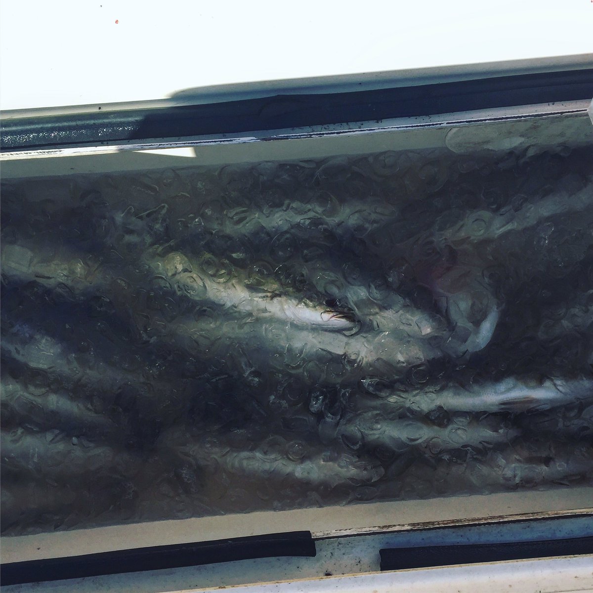 Full live well = a good day 👍