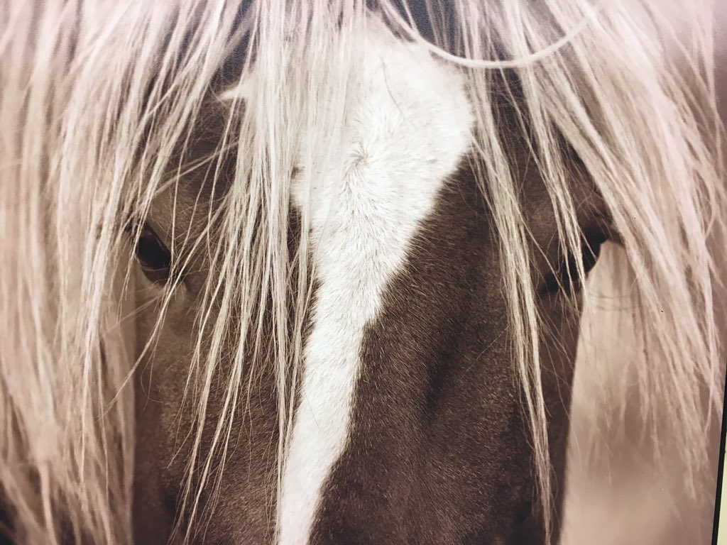 Robertperrette's tweet photo. @Stallion_Team @Dutch2Haze @PAULTWIGG2 @DeLouzival @amega6 @DilrubaLees @mfarca #TEAMSTALLION #WORLD_CHANGERS  #AMEN #MioPaesan 🐴👍👍👊 https://t.co/3uEiDwprQn