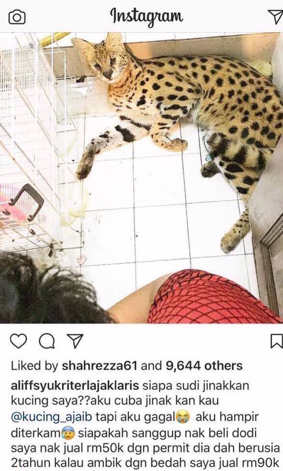 Datuk Aliff Terlajak Laris beli kucing RM30,000  CariGold Forum