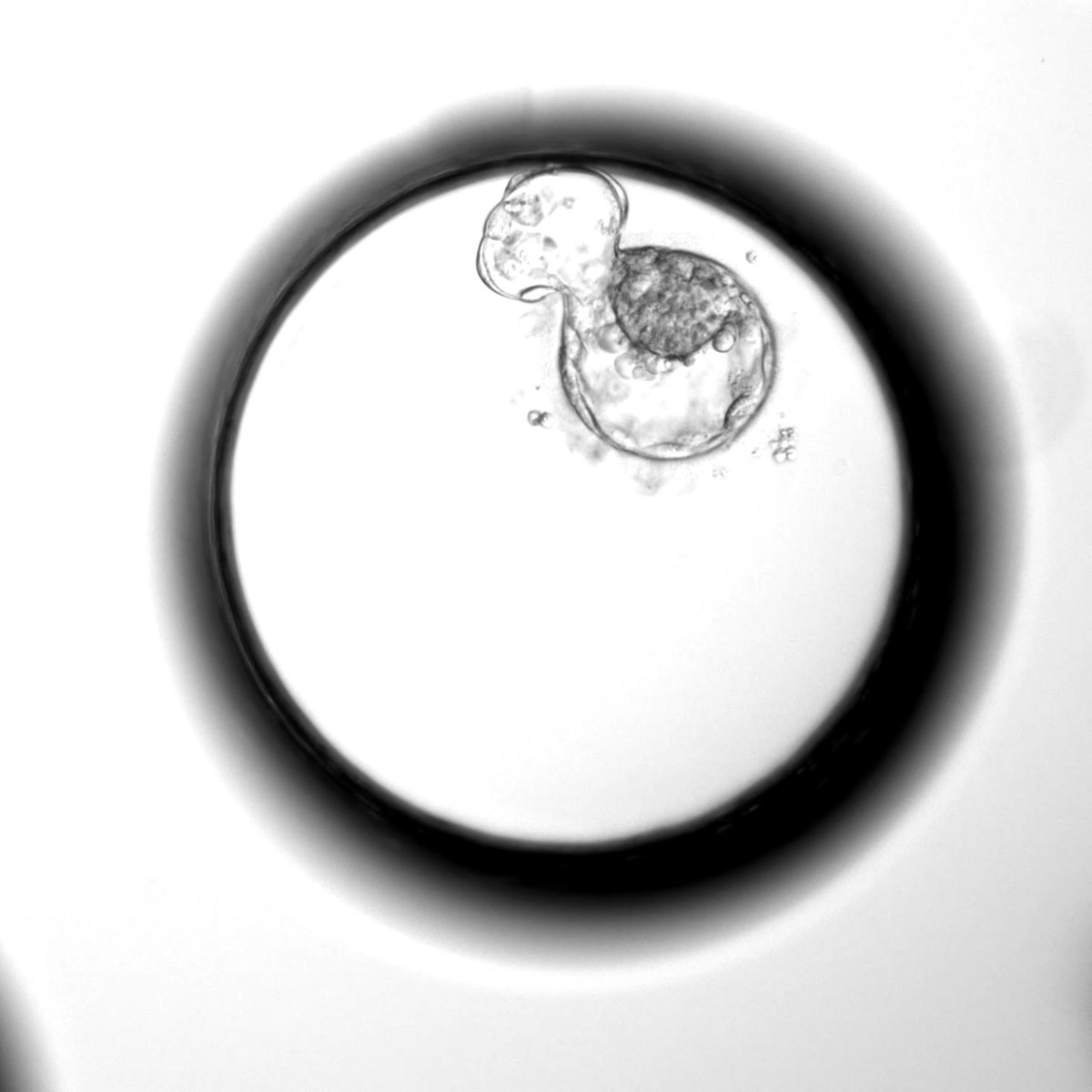 La vie qui cherche à s'accrocher... Ce soir, 23h30, au M.A.I., 4e représentation de "inVitro (ou comment ne pas faire de bébé) #fringebuzz