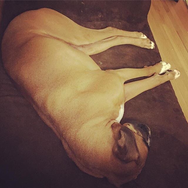 bigbarkerusa's tweet photo. #repost @mousse_n_squirrel Sweet dreams!!
"All crashed out on my @bigbarkerusa bed! Goodnight! #bigbarker #sweetdr… https://t.co/zbW9m62Lsm https://t.co/084zKbulpi
