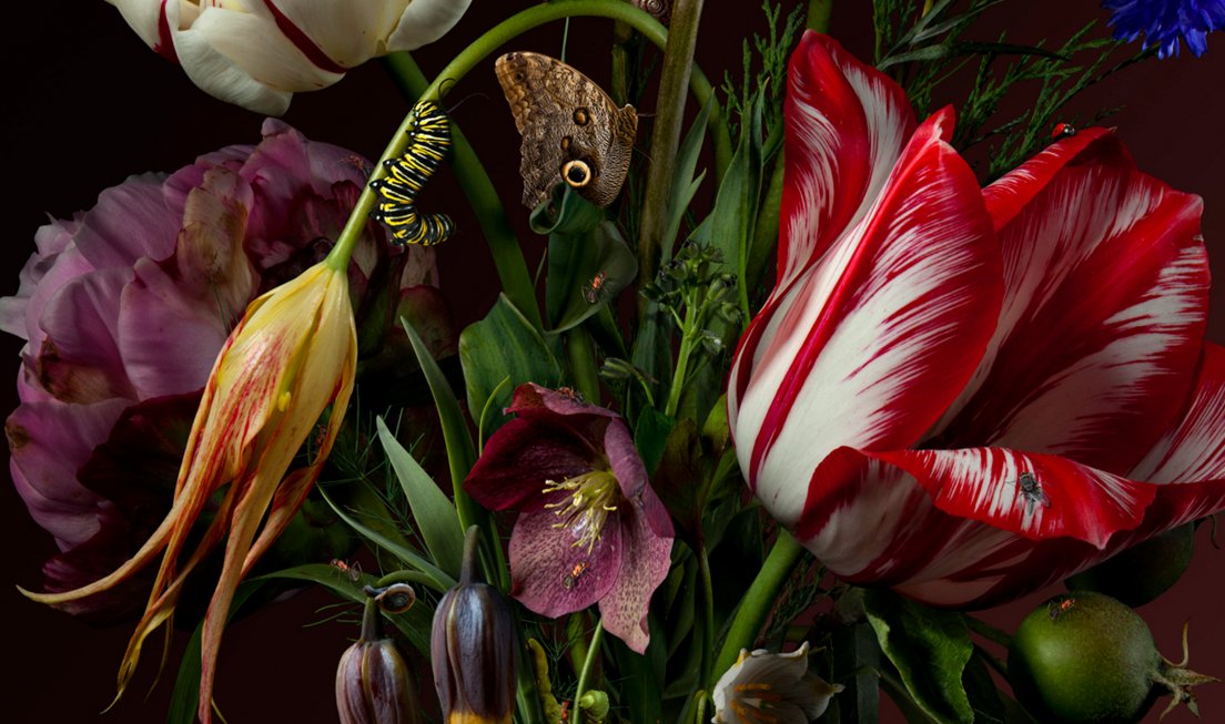 sotartsnyc's tweet photo. Inspired by the Golden Age of Dutch painting, Bas Meeuws tries to recreate the feel of classic still lifes in his photography. #basmeeuws https://t.co/Divl1inUcQ