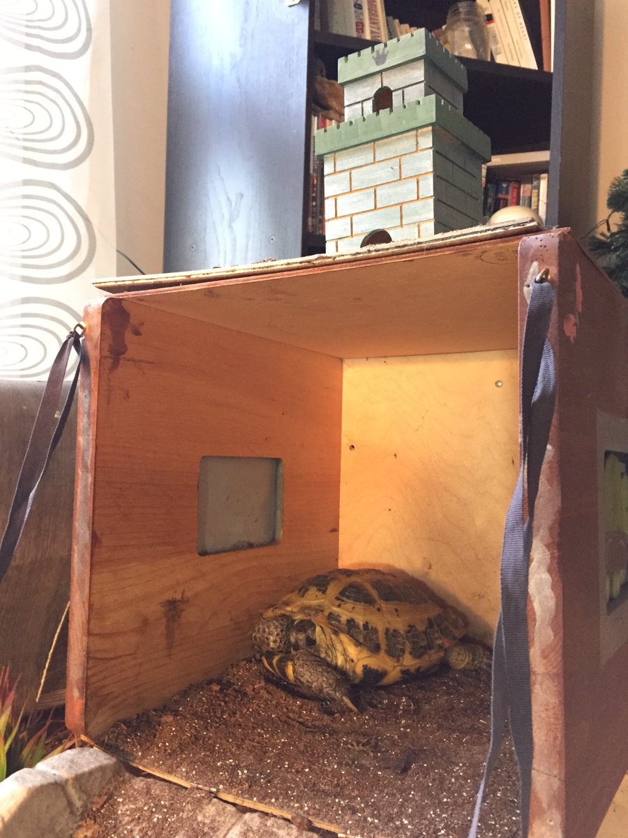 Not_Interesting's tweet photo. Something sweet for your timeline.. just a princess asleep in her castle @TortTime #tortoiselife #showwolfaturtle https://t.co/WNnYJn8eEa