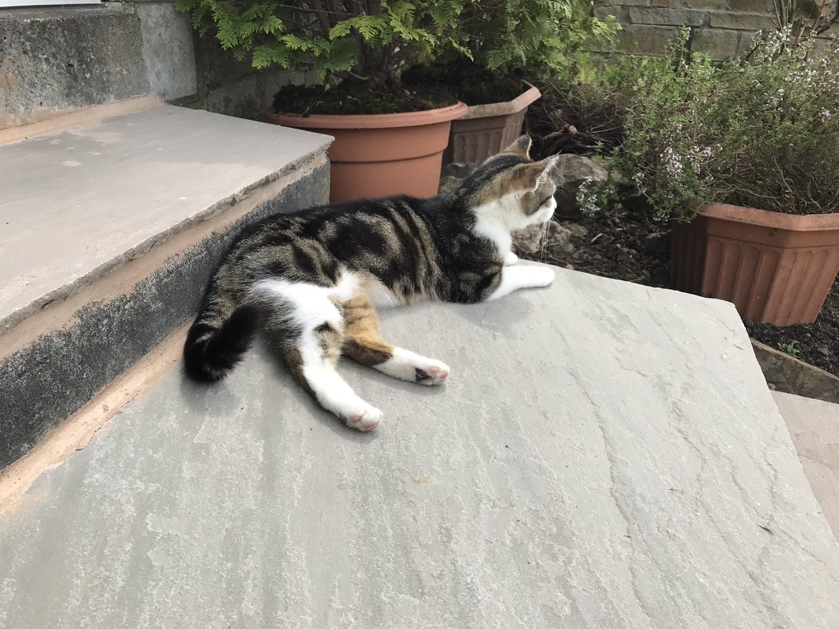 susanmc15104271's tweet photo. My neighbours cat. #luckster #lucky. Cousin of @Number10cat obviously. They are family. https://t.co/fEPrUDoqi7