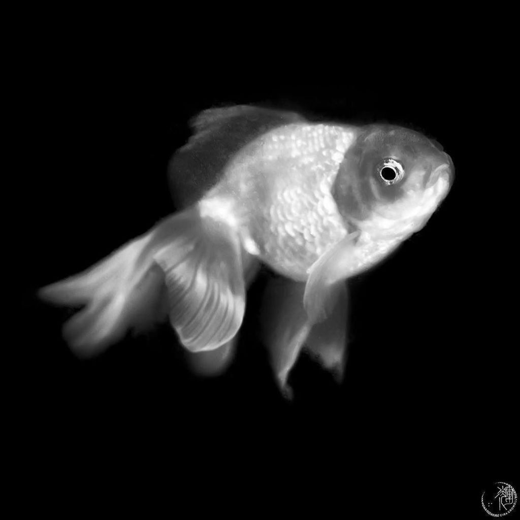 CiraInLight's tweet photo. Cafe goldfish,⠀
As noble as ⠀
Temple koi.⠀
#japan #LeicaSL #blackandwhite #leicacrush https://t.co/m5OV94GZjB https://t.co/aJ73WBEMt9