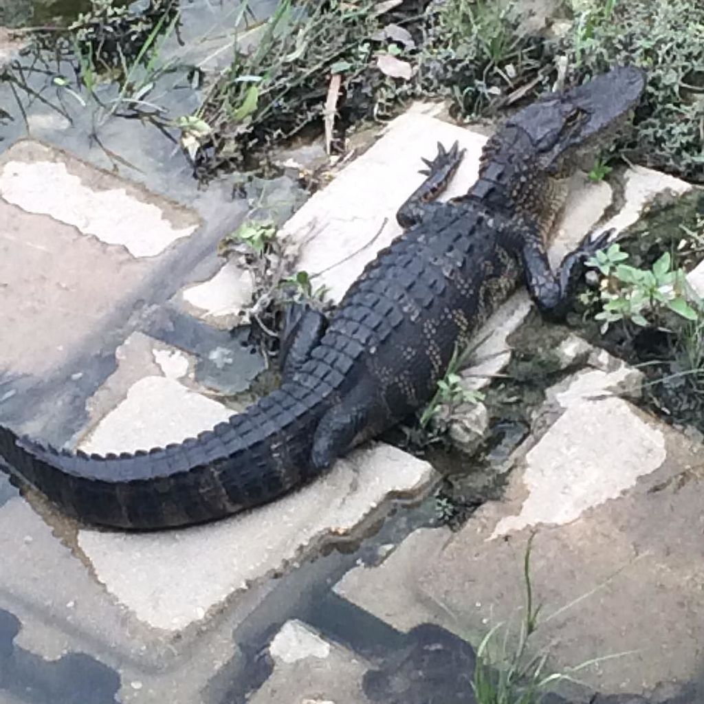 Precision Merch tweet media