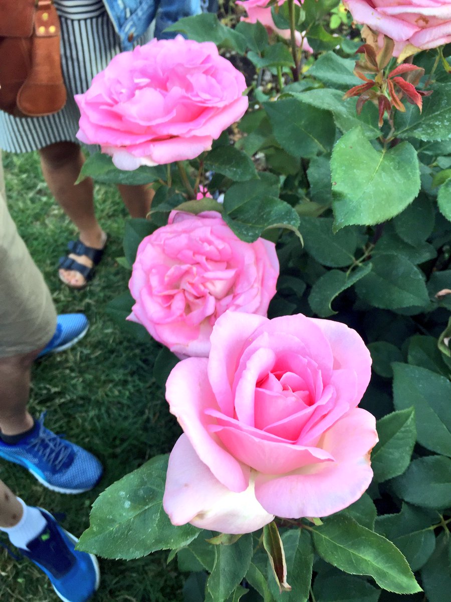 LaurenYoung's tweet photo. The best night in June: Rose Night at @bklynbotanic! Proud #BrooklynBotanicMember https://t.co/cPUr35o4bI