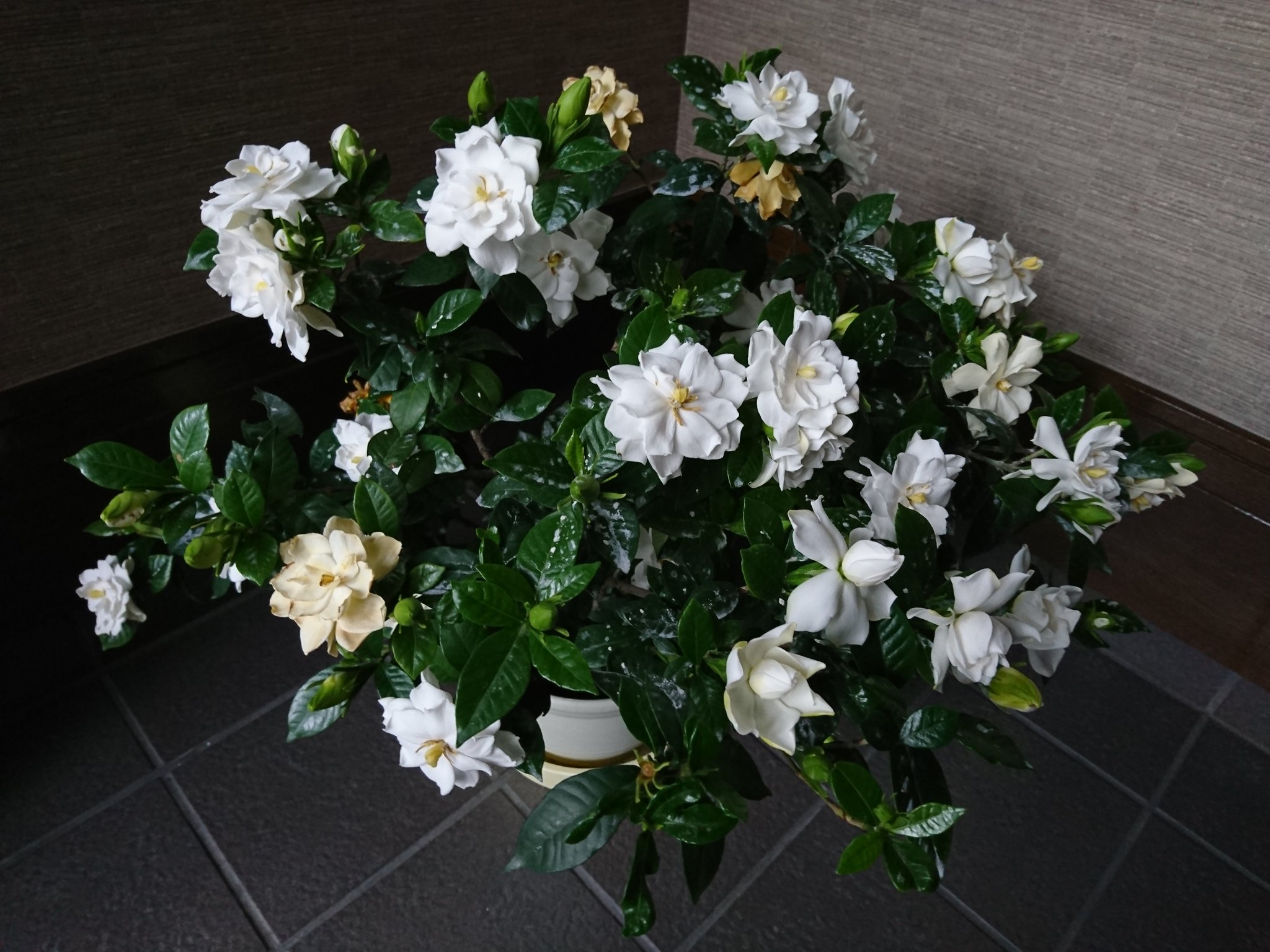 リョク茶 A Twitter この数年で一番の花つきになった クチナシ 虫が次々に卵を付けに来るので玄関に置いてみた すげぇ高貴な香りに包まれる玄関 T Co Wpoemfqcgk Twitter