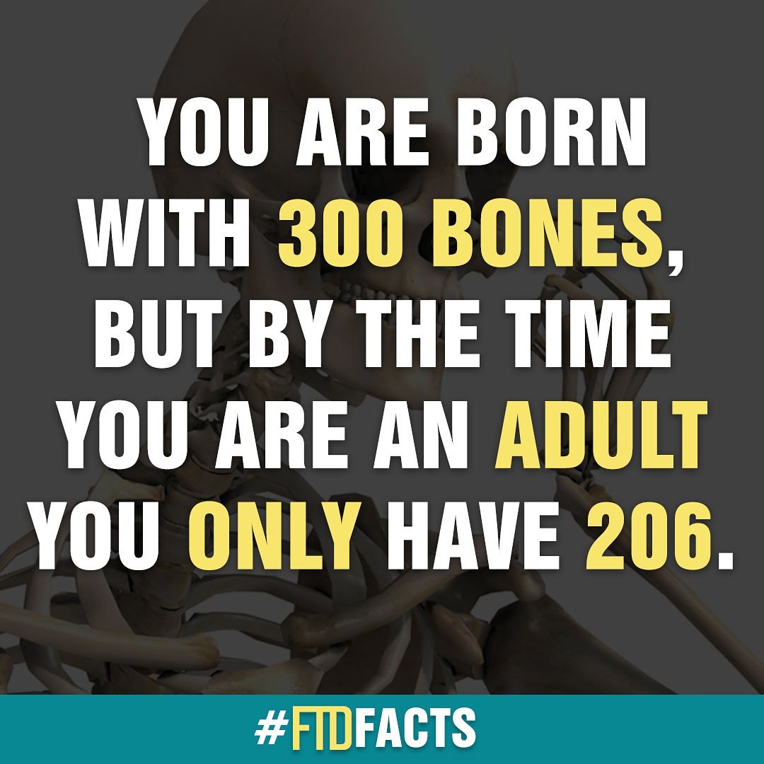 ftdonline's tweet photo. But, where did the other bones go? 😕🤔
#FACT #facts #bones #science #anatomy #body #mystery #knowledge #FtdFacts https://t.co/eAgkQL0jvt