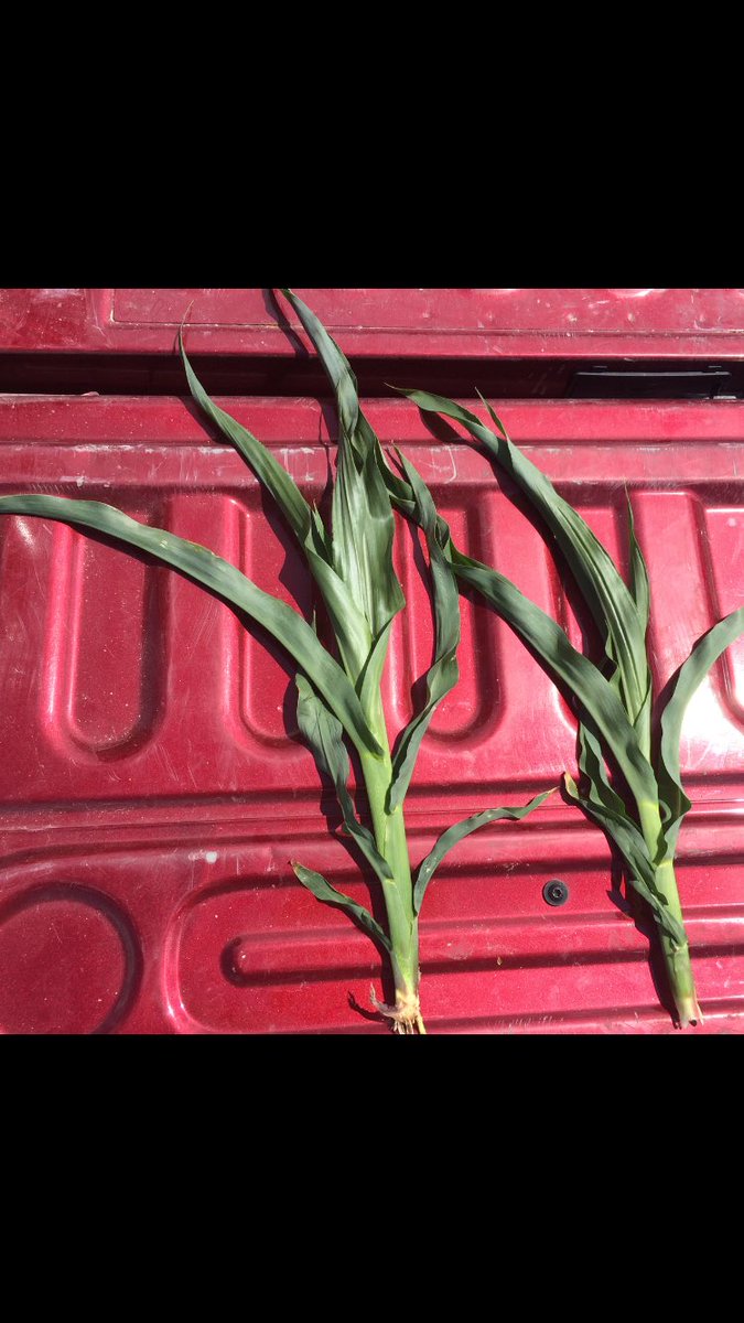RousonelosPeter's tweet photo. Spring applied hog manure. Corn on left manure treated with Nzone Max & corn on right untreated manure #yield17 #moreNuptake #nutrients https://t.co/I07TfofE66