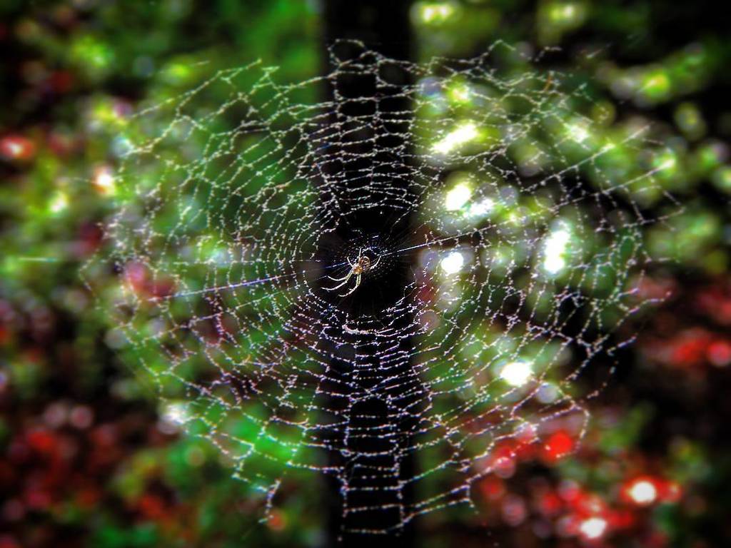 UnarmedHunting's tweet image. Some spiders actually build their webs with photo framing in mind. Most don&apos;t, the bums.

#webframe #orbweaver #tr… ift.tt/2sBPpSt