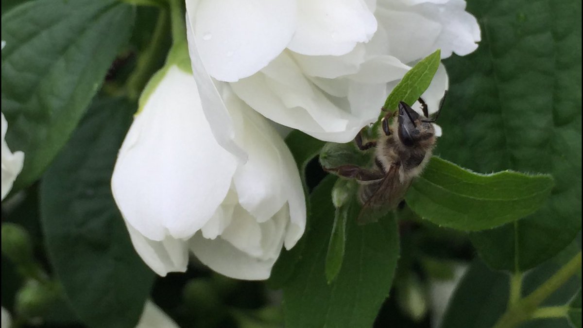 fluttrbyproject's tweet photo. A beautiful little #bee hanging out on our #FalseOrange bush. https://t.co/WDdjNgWVMg