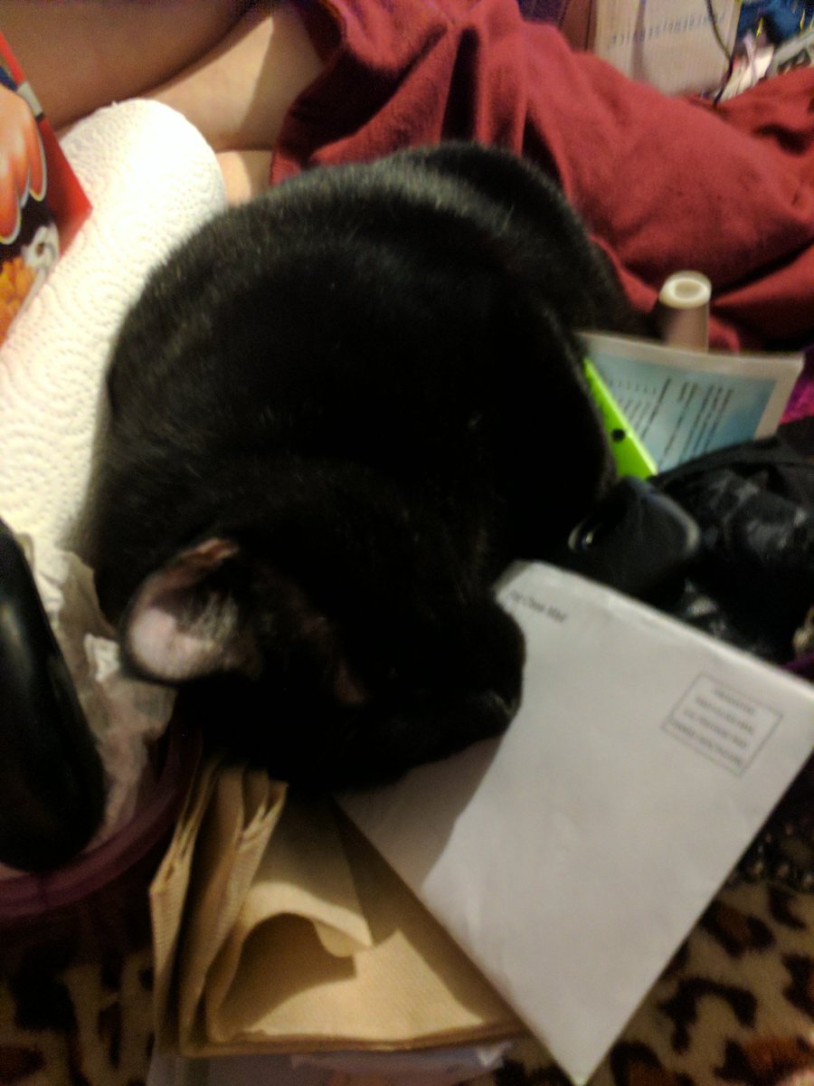 ChrmnMeow's tweet photo. Guess who's back? Back again? Chairman's back. Tell a friend. #therealfurshady #kittyloaf #CatsOfTwitter https://t.co/4C68JckWw7