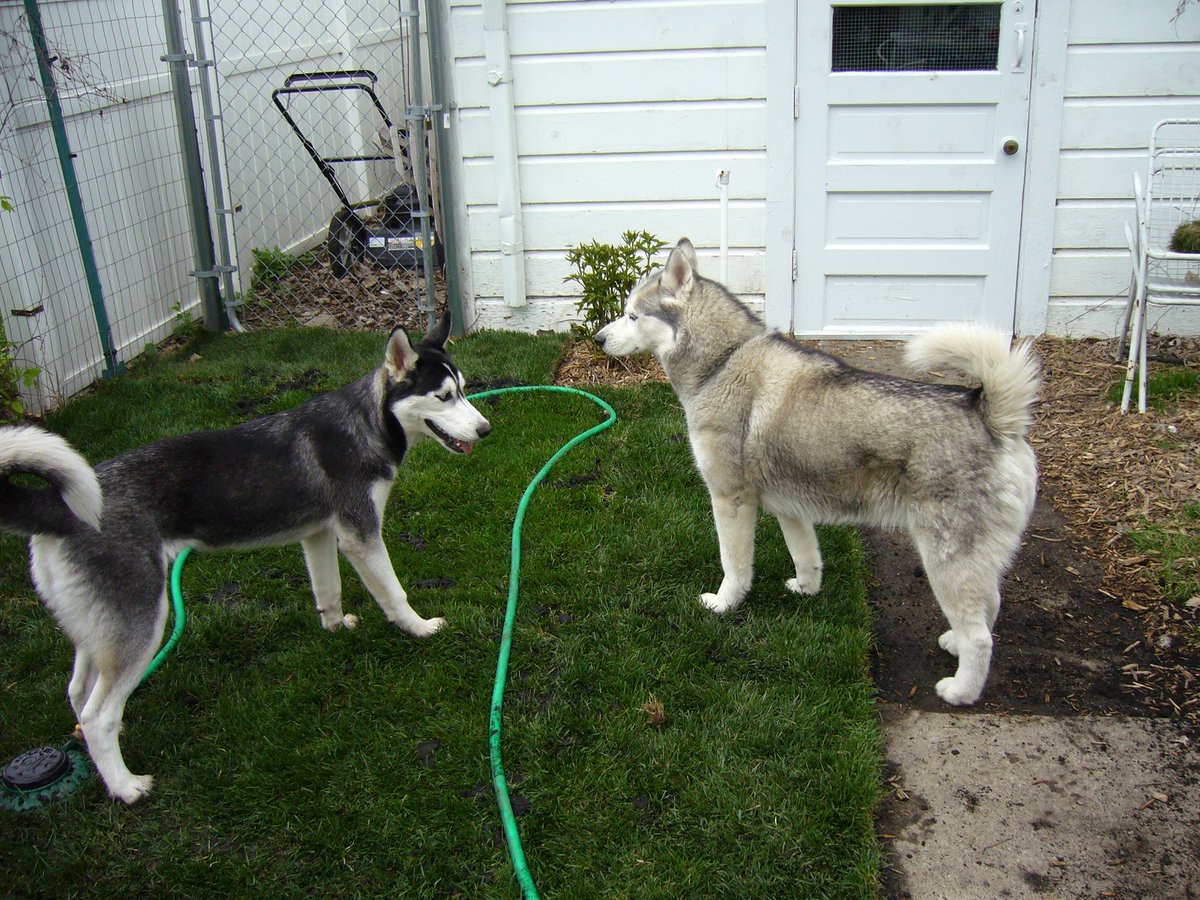 larryjohn090's tweet photo. my lovely pets https://t.co/9HjcvH1nq0