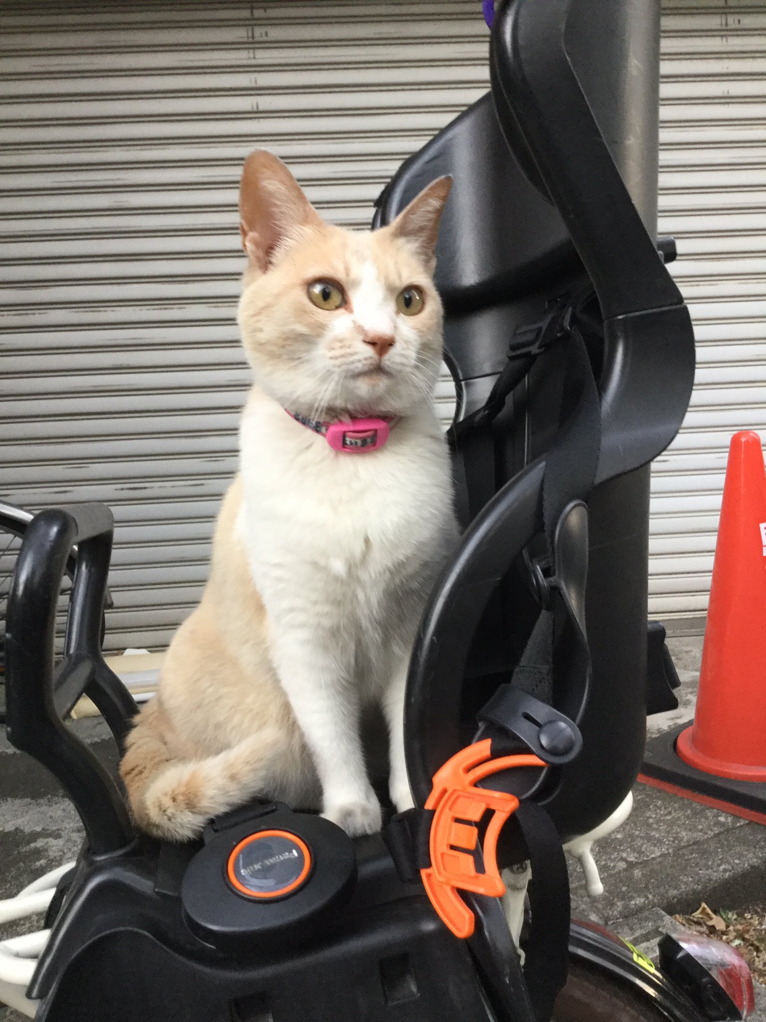 自転車 猫
