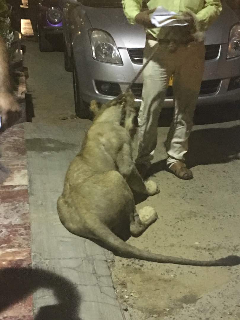 SidrahDar's tweet photo. جنگل کا جانور شہر اٹھا لاے ، اور سارا شہر جنگل بنا ڈالا ، واہ رے انسان تجھے عظمت ملی بلند بالا پر تجھ سے بہتر پھر بھی جانور ٹھہرا
#BehisLog https://t.co/b0Q5THcOWu
