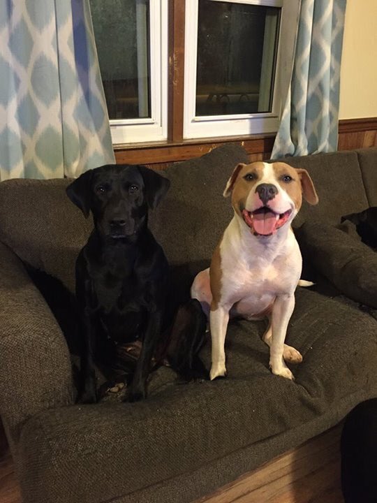 themeritpitbull's tweet photo. Sasha! She's a standout. Even her fur-sib thinks so. #readytoadopt https://t.co/BitmJPeLFq 🐾#adoptdontshop #dogsareindividuals #gooddog https://t.co/gKXGc3bPtL