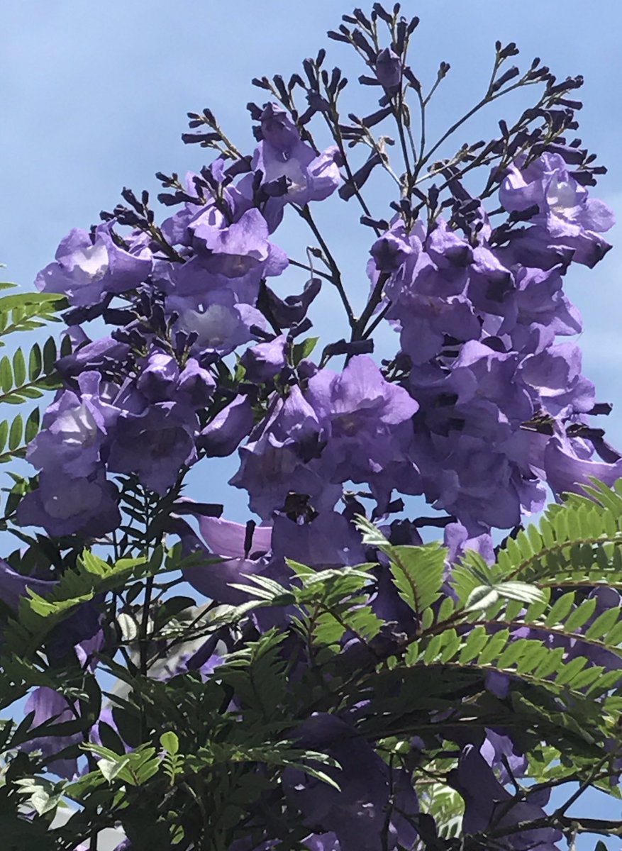花ひばち 優しい繋がりに感謝 ジャカランダ 熱海海岸の親水公園に青紫色の花を枝いっぱいに咲くジャカランダ ラッパ状 の花を見学して来ました 花色美しさ 香りに魅了されスナップショットしました 花言葉 名誉 栄光