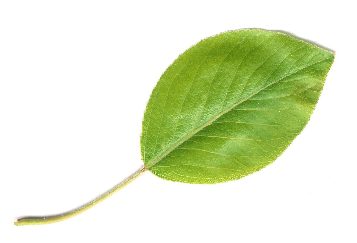 shibuhz's tweet image. how many retweets can this smal leaf get,