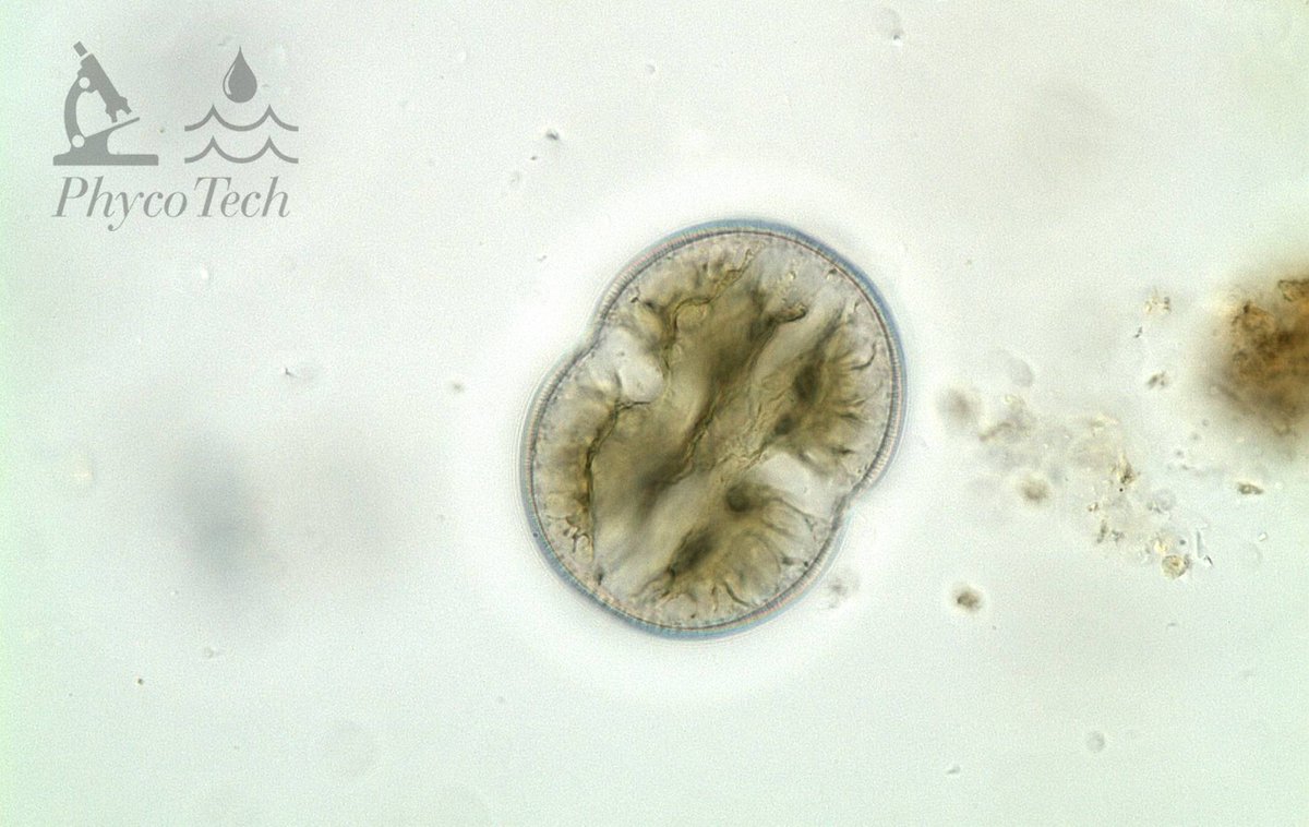 PhycoTechInc's tweet photo. Closest I could come to a setting moon. 4 hour late flight to the #StandardMethods meeting...#Cosmarium #Chlorophyte #supercoolalgae https://t.co/WDuzw7j4YW