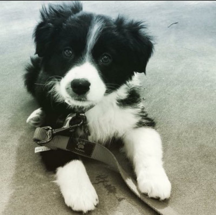 A non-profit providing deserving puppies &amp; dogs a home after rescuing them all around the county is @recycledpaws 🐶 #woofwednesday