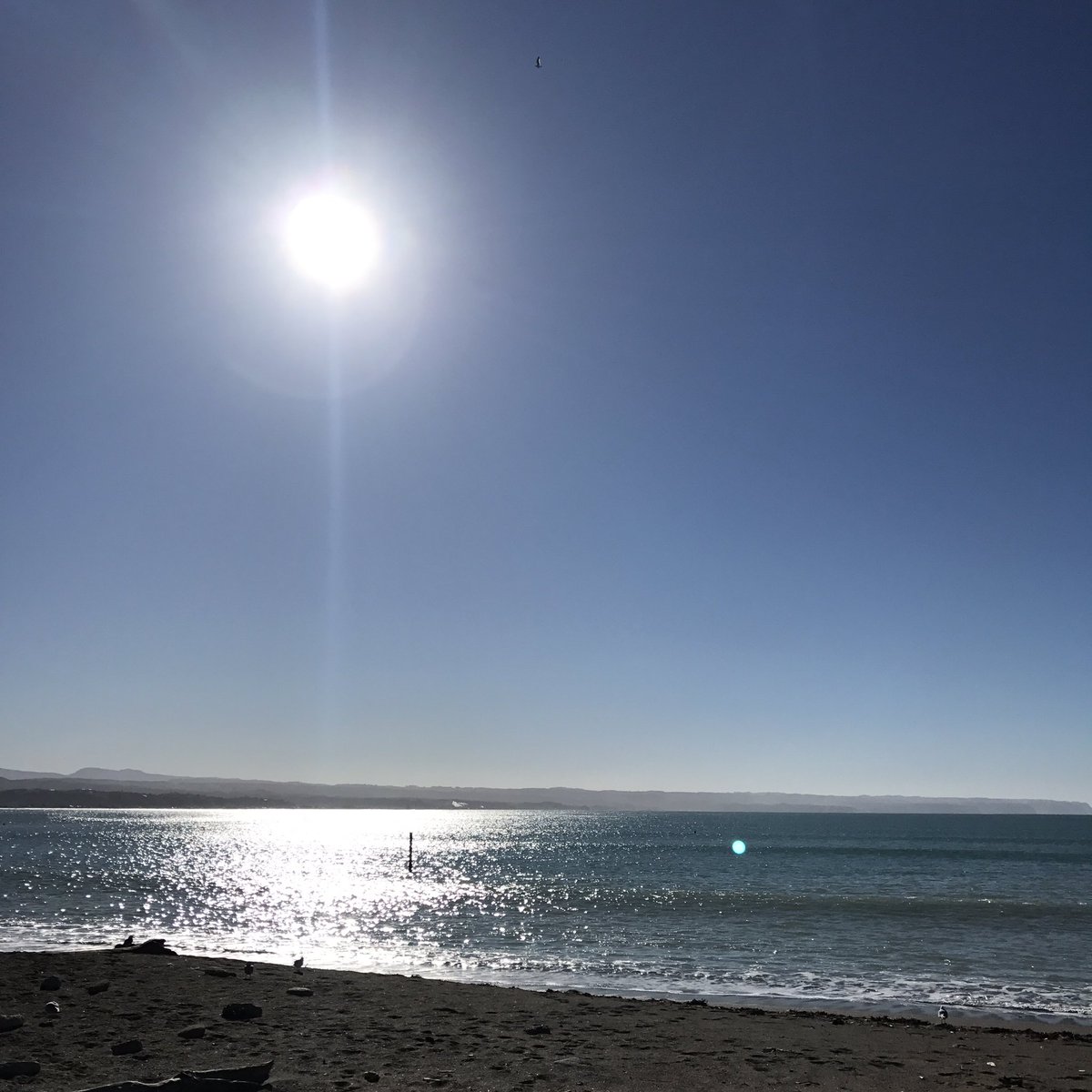 I took this, soaking in the beautiful day, and then watched a seal swim by #Napier #NZ