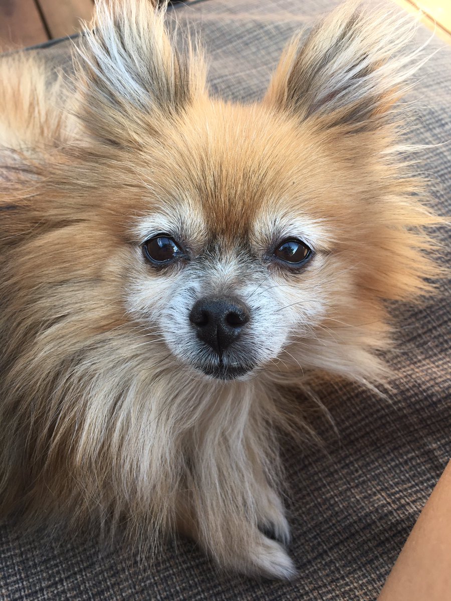 SheSpokeTexas's tweet photo. @TweetLikeAGirI From a Puppo to a Dogger😭❤ my little Roxy💛💛💛 https://t.co/vxFwOV003J