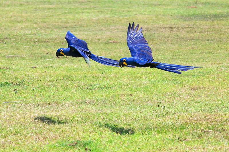トヨタ自動車株式会社 15日はインコ 15 の日 写真は ブラジルに生息する世界最大級の大きさになるスミレコンゴウインコ 絶滅危惧種の為 ブラジル トヨタ が車両提供等でサポートさせて頂いております 詳しくはこちら 動画 T Co トヨタ自動車株式会社 15日はインコ 15 の日 写真は ブラジルに生息する世界最大級の大きさになるスミレコンゴウインコ 絶滅危惧種の為 ブラジル トヨタ が車両提供等でサポートさせて頂いております 詳しくはこちら 動画 T Co