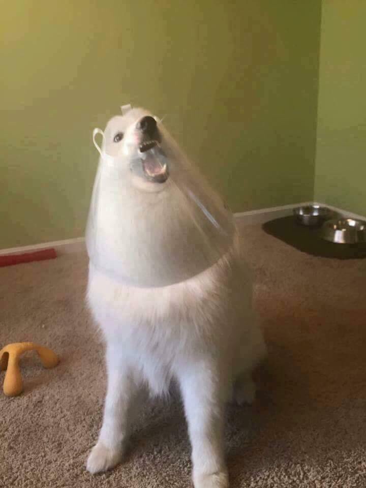 Can You Put A Dog Cone On Backwards