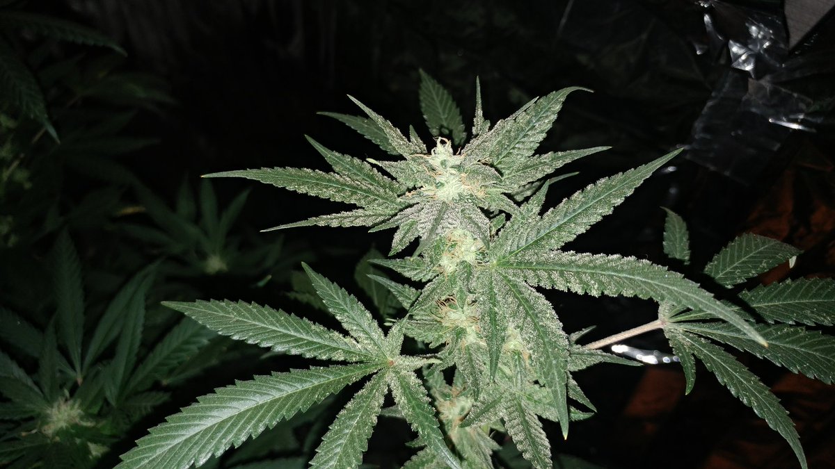 BHG_HAVOC's tweet photo. Cinderella 99 @TheLoudBank @WeedGrowHub @mzstoned @Stickybuds_420 @RogueRTs @wheretobuyvapes @iRetweetWeed @FEAR_RTs https://t.co/9iDMcbK4Hn