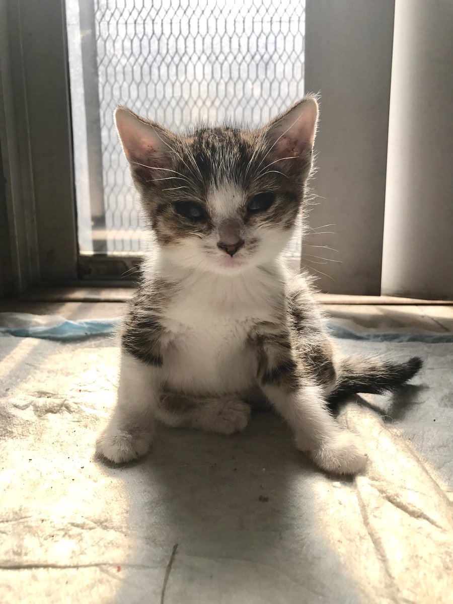 Tassanee28's tweet photo. Jesse the kitten's Leg Surgery https://t.co/8pfU6MzcIK #kittensoftwitter #Gofundme #CatsOfTwitter #helpjesse #twistedlegs #Cutepress https://t.co/hZtf4xRlq3