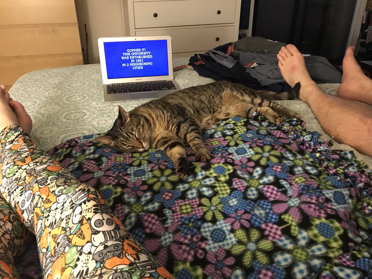 catwithtail's tweet photo. owners doing dinner &amp; their usual show in bed tonight to tend to my recovering self 😿😻 https://t.co/3OqO1rptK1