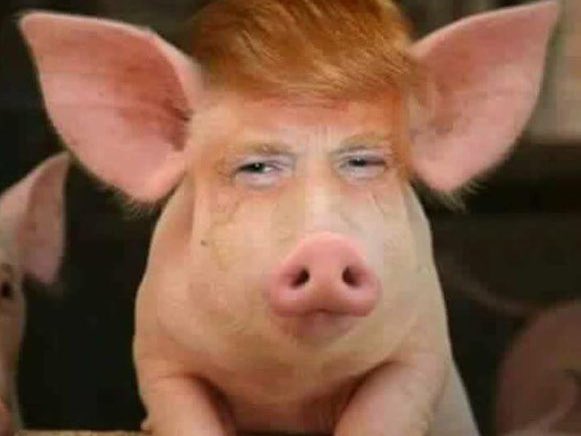Dave Weasel tweet media