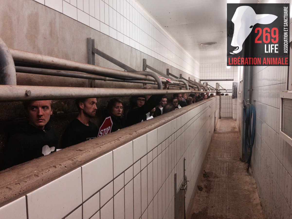 269_LA's tweet photo. [SHARE] Direct action in french slaughterhouse. 65 activists of 269Life Libération Animale are currently blocking the deathrow. https://t.co/Sdu0Cztwyb
