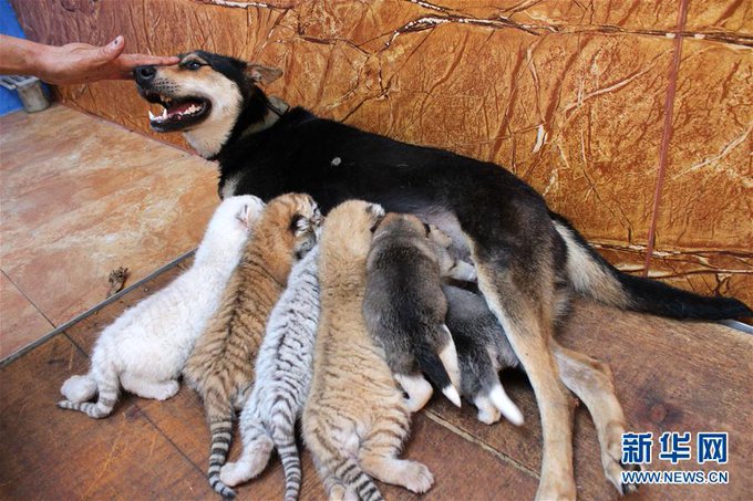 Преглед на изображението в Twitter