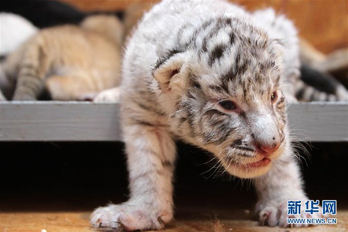 Преглед на изображението в Twitter