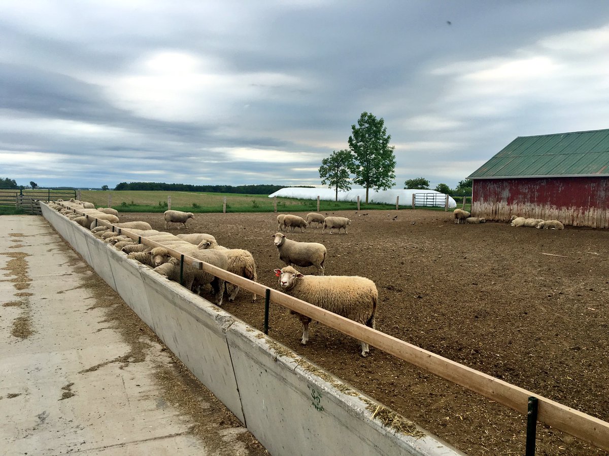 angela_canovas's tweet photo. Another beautiful day outside at Romy's farm! Today, I changed Beef for Sheep Genetics! #Ontario #SheepGenomics #Sheep Genetic Improvement https://t.co/mlYkfzw1UO