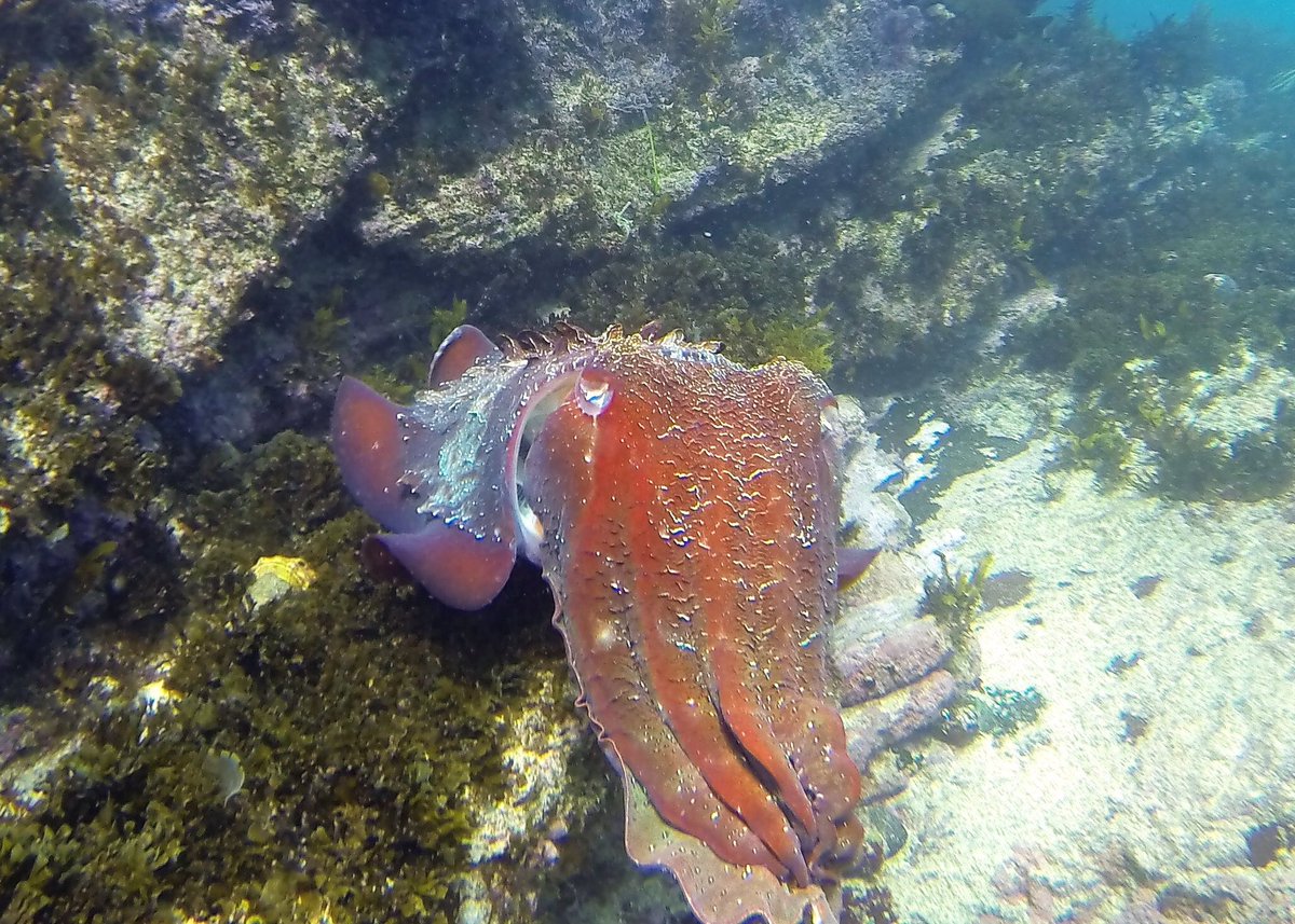 DivingEasier's tweet photo. Lovely cuttlefish as a friendly companion for our dive with AirBuddy 😊
#airbuddy #divingeasier #diving #snorkeling #scuba #padi #indiegogo https://t.co/b1qZHTdwIC