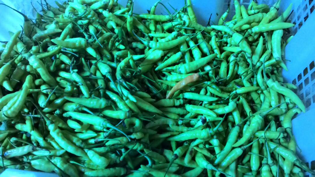 bmthasbuna's tweet photo. Harga #rawitputih 15/06/2017 Rp 12.000,-/kg di #pasarplayen #gunungkidul @JogjaUpdate @KabarGunkid https://t.co/8F1V7A5ZG2