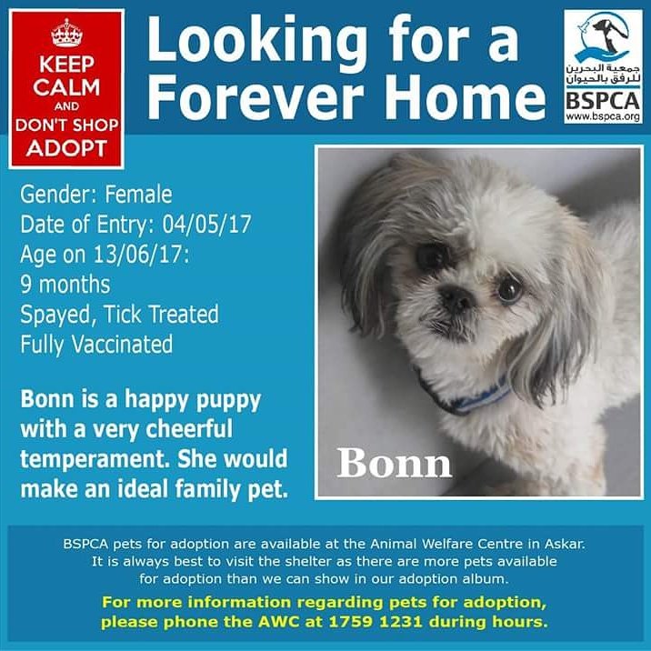 BSPCA_BH's tweet photo. We have 2 new doggies at the #Shelter
Come meet them!
Map: https://t.co/Qxu9WcRwSi @BSPCA_BH #AdoptDontShop #dogsoftwitter #Bahrain #dogs https://t.co/EC30Z8Z2P6