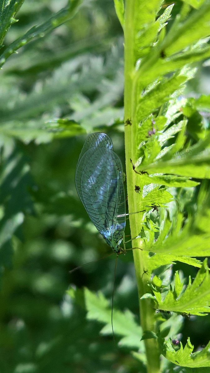 brannovic's tweet photo. Beautiful #lacewings in the #wild #sensory #garden Great for tackling #aphids  #naturalpestcontrol #wildlifegarden @Furnace2Flowers https://t.co/vt3zO2Wyg8