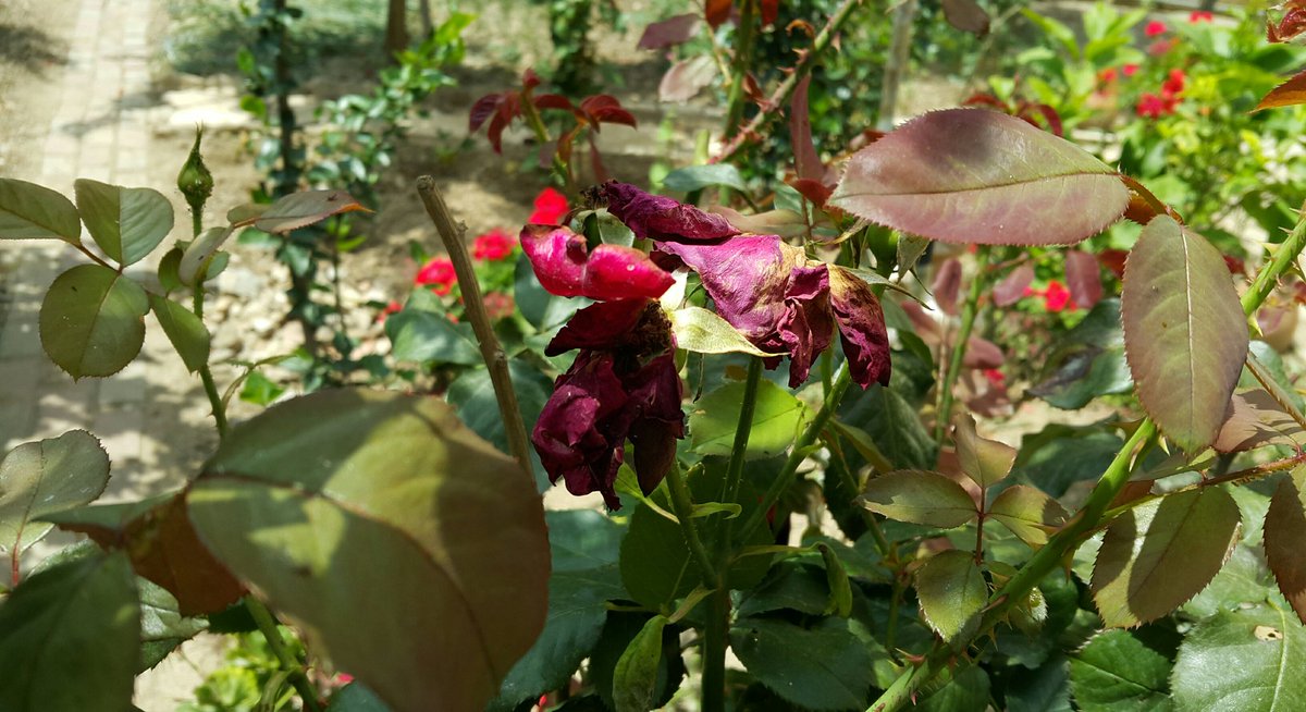 solmayaydin iyiydi be gülüm :(