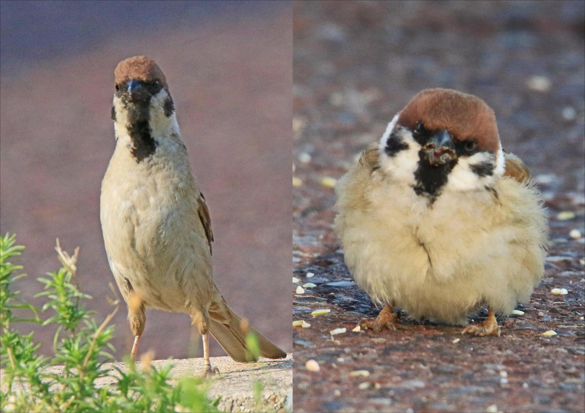 同じ鳥には見えない スズメは季節ごとに姿を変えるらしい 話題の画像プラス 同じ鳥には見えない スズメは季節ごとに姿を変えるらしい 話題の画像プラス